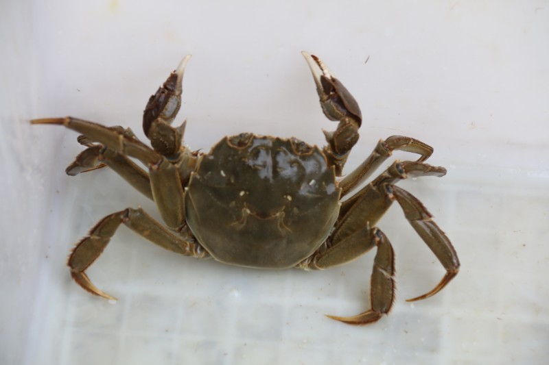 大闸蟹